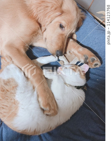 寝ている猫を見守る犬 114123768