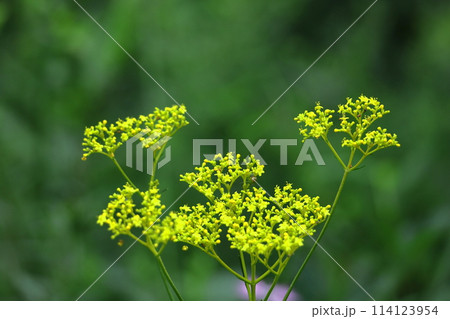 はかなげな繊細な花姿 はかなげな繊細な花姿 114123954