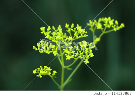 はかなげな繊細な花姿 114123965
