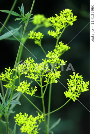 はかなげな繊細な花姿 114123966