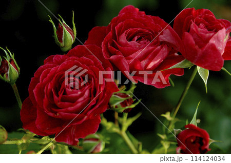 いつか見た真っ赤な薔薇 いつか見た真っ赤な薔薇 114124034