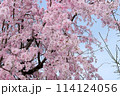 ピンク色の枝垂れ桜に青空 114124056