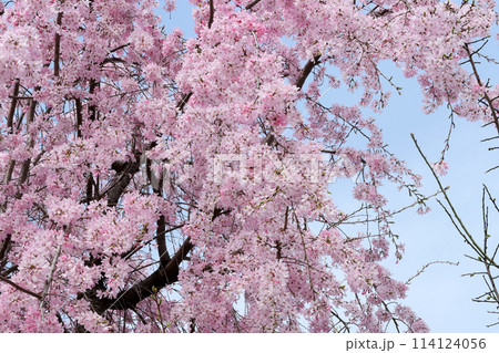 ピンク色の枝垂れ桜に青空 114124056