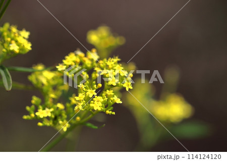 はかなげな繊細な花姿 114124120