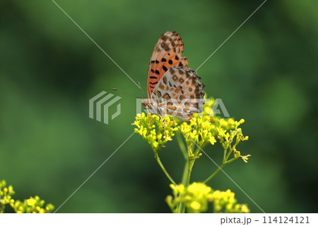 はかなげな繊細な花姿 114124121