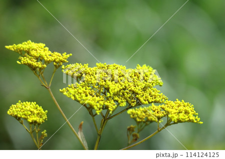 はかなげな繊細な花姿 はかなげな繊細な花姿 114124125