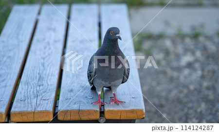 ベンチの上の鳩 114124287