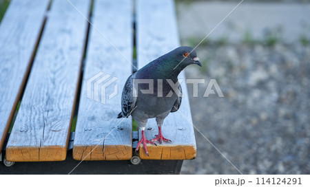 ベンチの上の鳩 ベンチの上の鳩 114124291