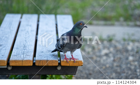 ベンチの上の鳩 ベンチの上の鳩 114124304