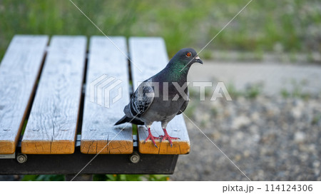 ベンチの上の鳩 ベンチの上の鳩 114124306