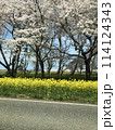 満開の桜と菜の花のある道 114124343