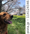 満開の桜の前でお座りする犬 114124346