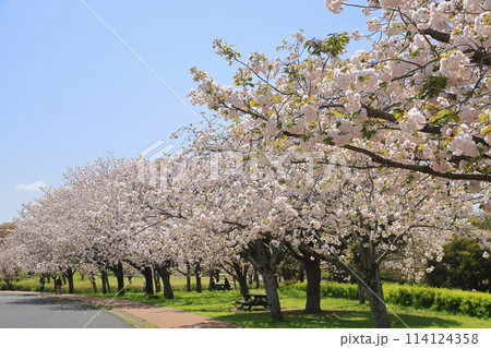 八重桜 八重桜 114124358