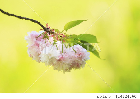 八重桜 八重桜 114124360
