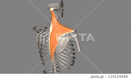 The trapezius is a broad, flat, superficial muscle extending from the cervical to thoracic region The trapezius is a broad, flat, superficial muscle extending from the cervical to thoracic region 114124494