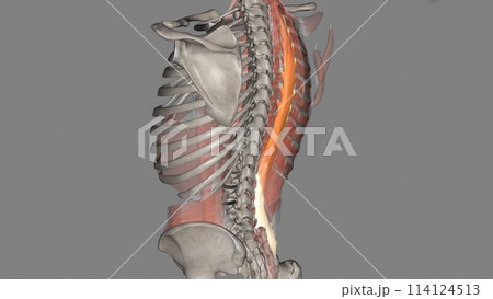 The longissimus thoracis muscle is the largest of the erector spinae muscles 114124513