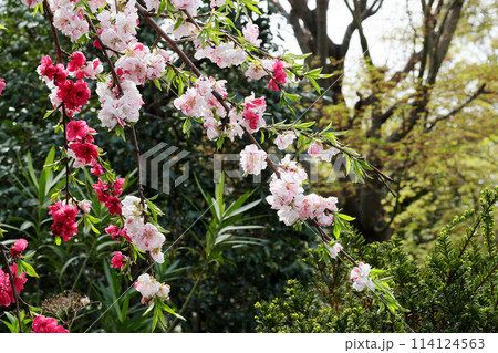ピンクに赤に白色と混合咲きの桃の花 114124563