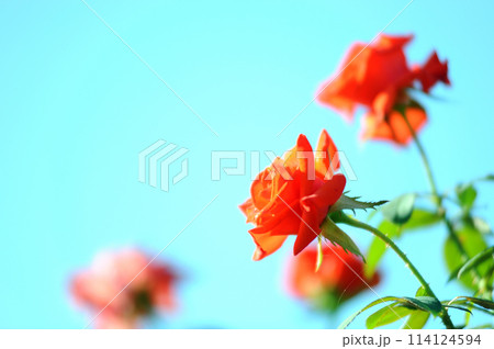 バラ園でみた花 バラ園でみた花 114124594