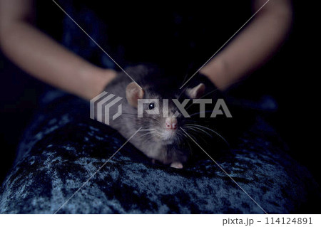 a berkshire standard rat cuddles with its owner a berkshire standard rat cuddles with its owner 114124891