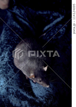 a berkshire standard rat cuddles with its owner a berkshire standard rat cuddles with its owner 114124895