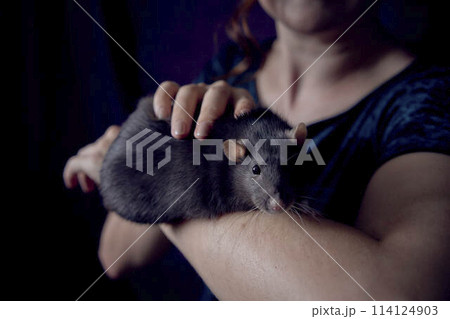 a berkshire standard rat cuddles with its owner 114124903