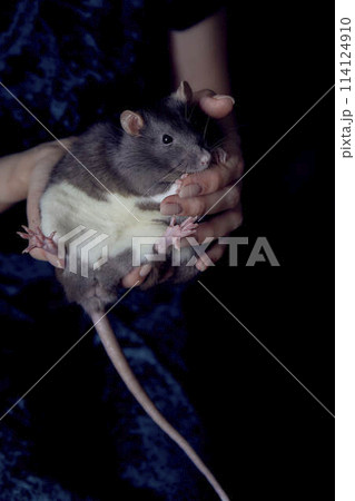 a berkshire standard rat cuddles with its owner 114124910