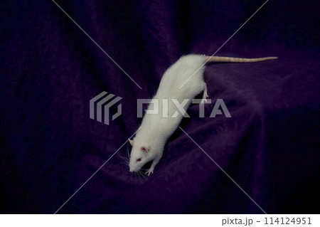 an albino standard rat cuddles with its owner 114124951