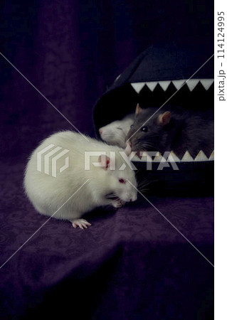 inquisitive pet rats run around the bed, a house in the shape of a shark 114124995
