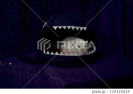 a   siamese dumbo rat   is hiding in the shark's bed house 114125014