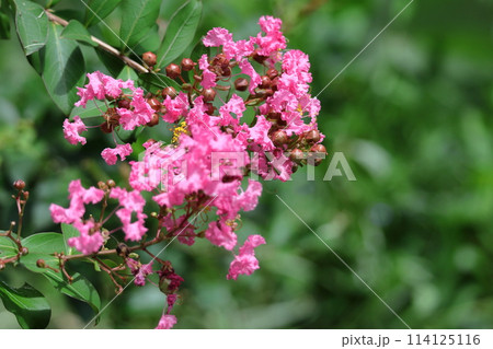 真夏の青空に映える 真夏の青空に映える 114125116