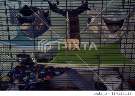 domestic rats sleep in hammocks in a large cage 114125118