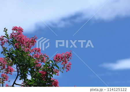 真夏の青空に映える 真夏の青空に映える 114125122