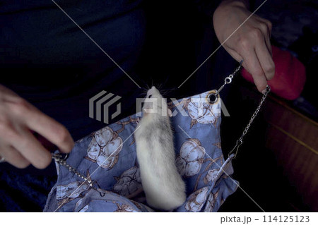 domestic rats sleep in hammocks in a large cage 114125123