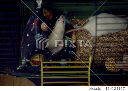 a pet rats in a cage too small for life a pet rats in a cage too small for life 114125137