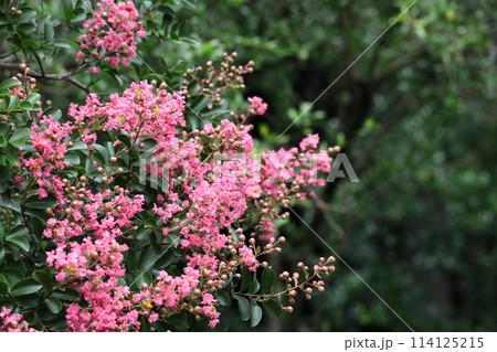 真夏の青空に映える 真夏の青空に映える 114125215