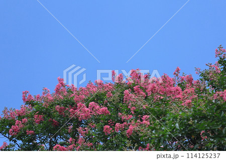 真夏の青空に映える 真夏の青空に映える 114125237