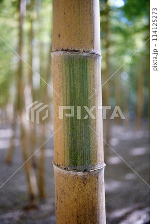 竹林の中にある竹 114125273
