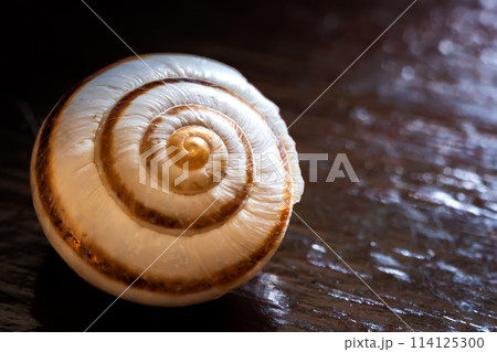shell of a snail shell of a snail 114125300