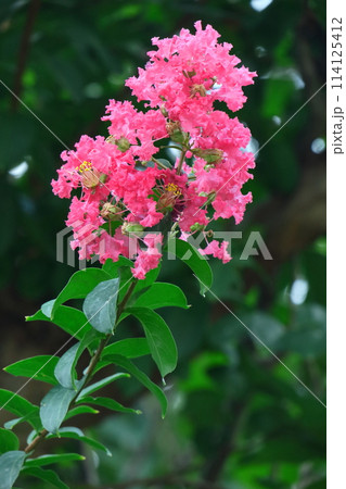 真夏の青空に映える 114125412