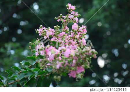 真夏の青空に映える 真夏の青空に映える 114125415