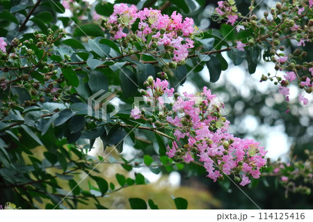 真夏の青空に映える 真夏の青空に映える 114125416