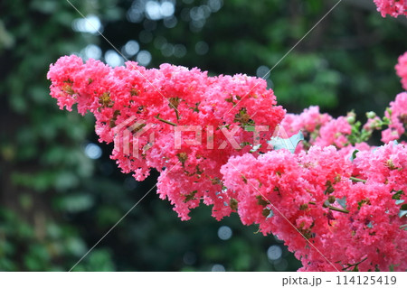 真夏の青空に映える 真夏の青空に映える 114125419