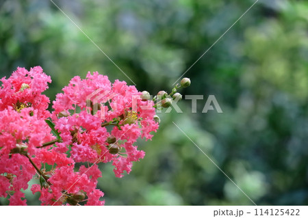 真夏の青空に映える 114125422