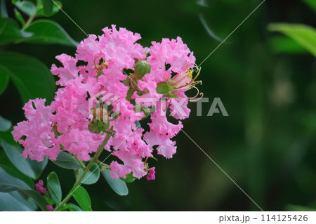 真夏の青空に映える 114125426