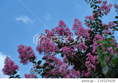 真夏の青空に映える 114125429