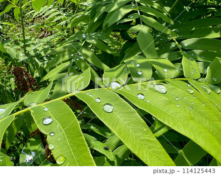 伸びて広がるゼンマイ~五月雨の後の晴れ間~ 伸びて広がるゼンマイ~五月雨の後の晴れ間~ 114125443