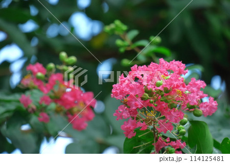 真夏の青空に映える 真夏の青空に映える 114125481