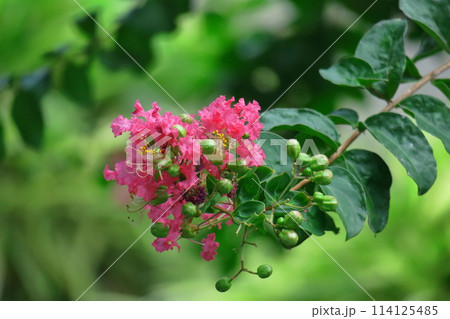 真夏の青空に映える 真夏の青空に映える 114125485
