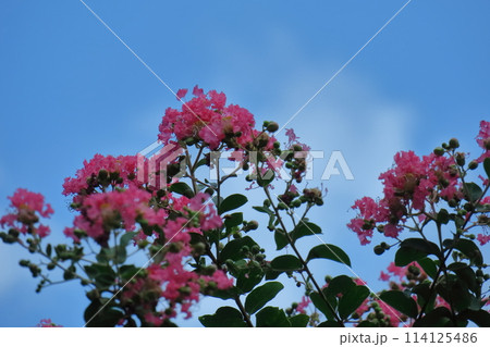 真夏の青空に映える 114125486