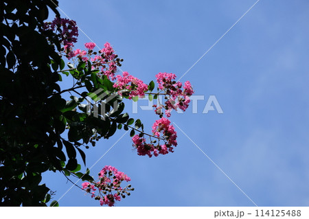 真夏の青空に映える 真夏の青空に映える 114125488